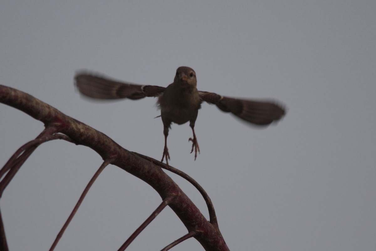 House Sparrow - ML607136231