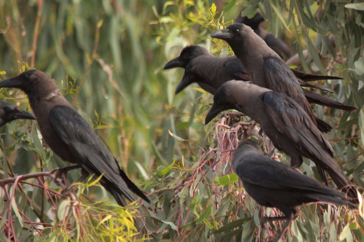 House Crow - ML607136281