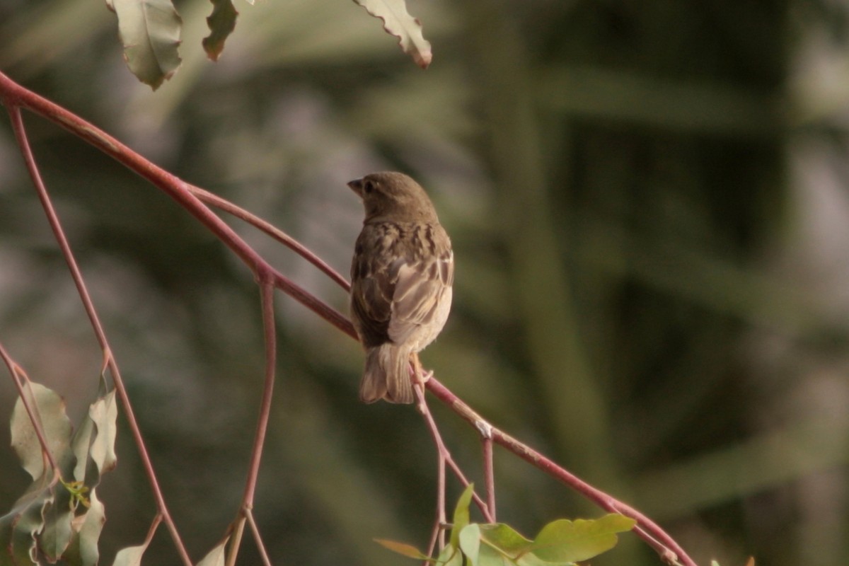 House Sparrow - ML607136331