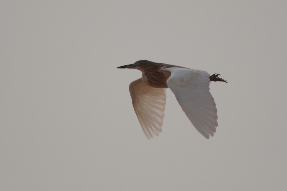 Squacco Heron - ML607136361