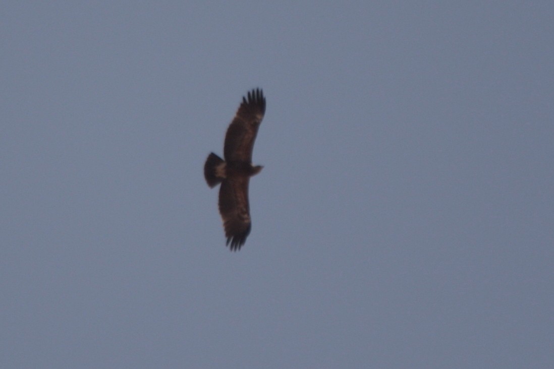 Lesser Spotted Eagle - ML607136671