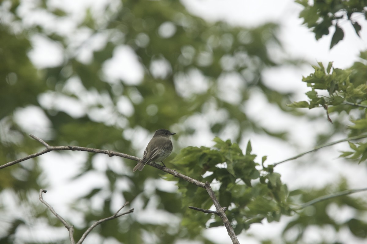 Eastern Phoebe - ML607136831