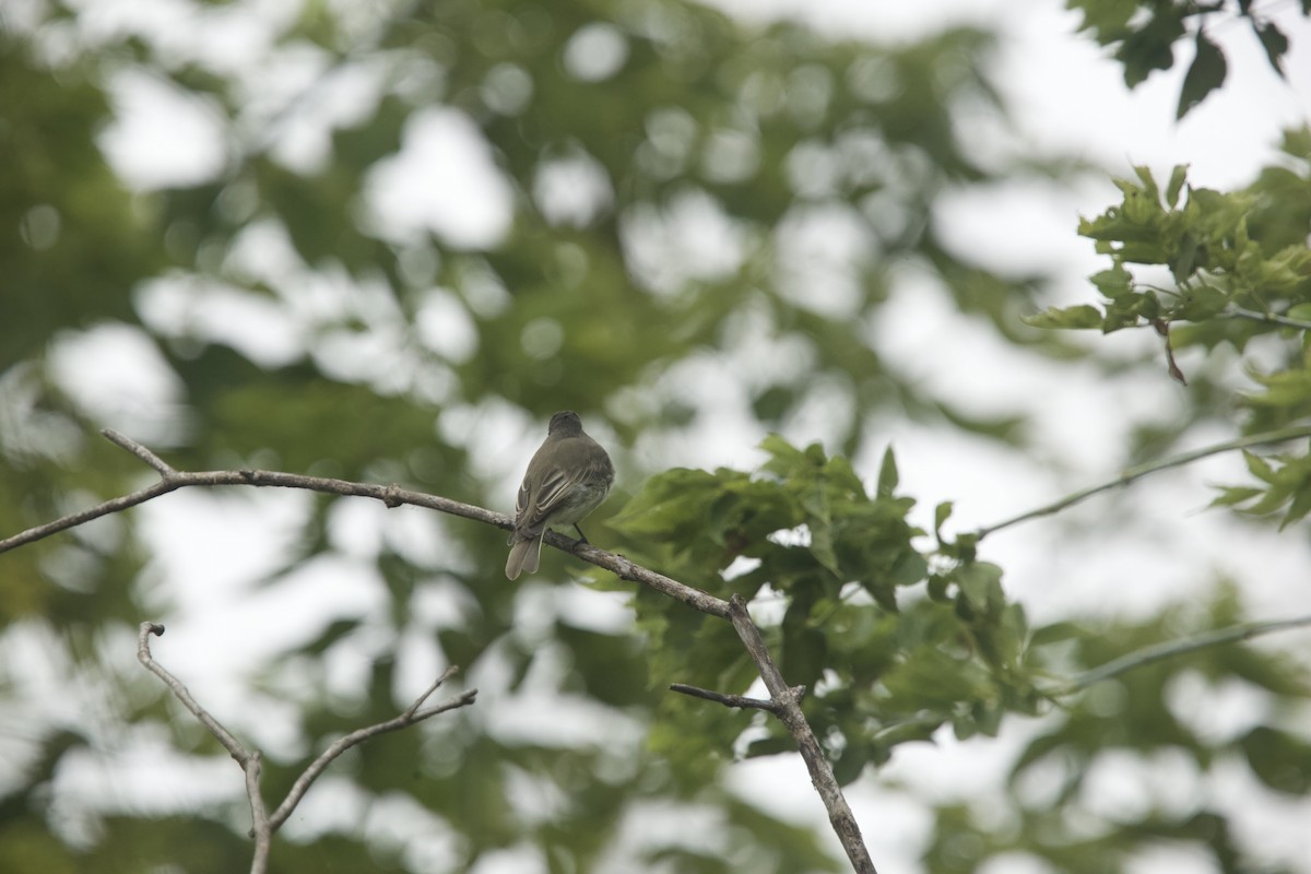 Eastern Phoebe - Paul Miller