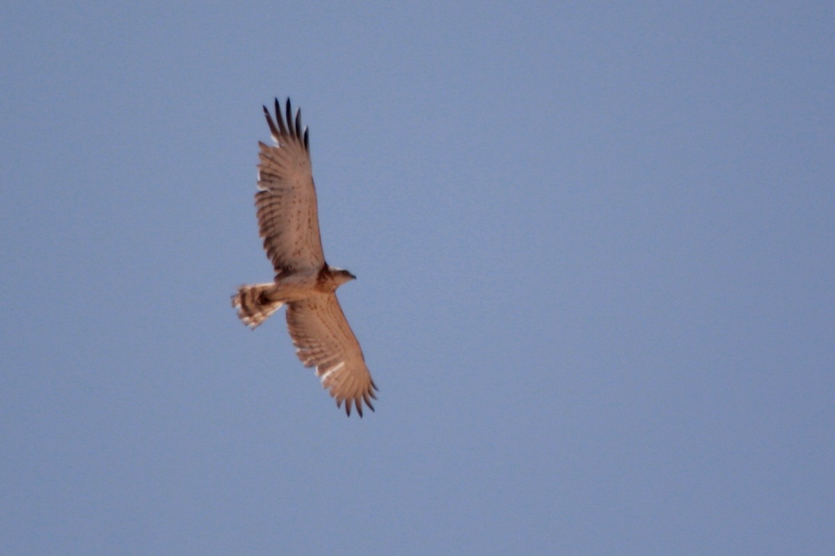 Short-toed Snake-Eagle - ML607136961