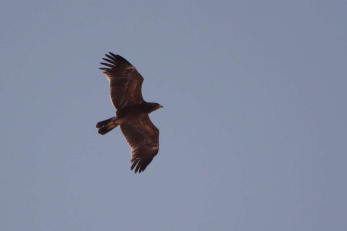 Lesser Spotted Eagle - ML607137021