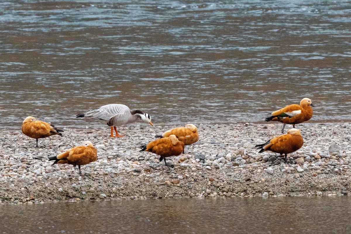 Ruddy Shelduck - ML607137391