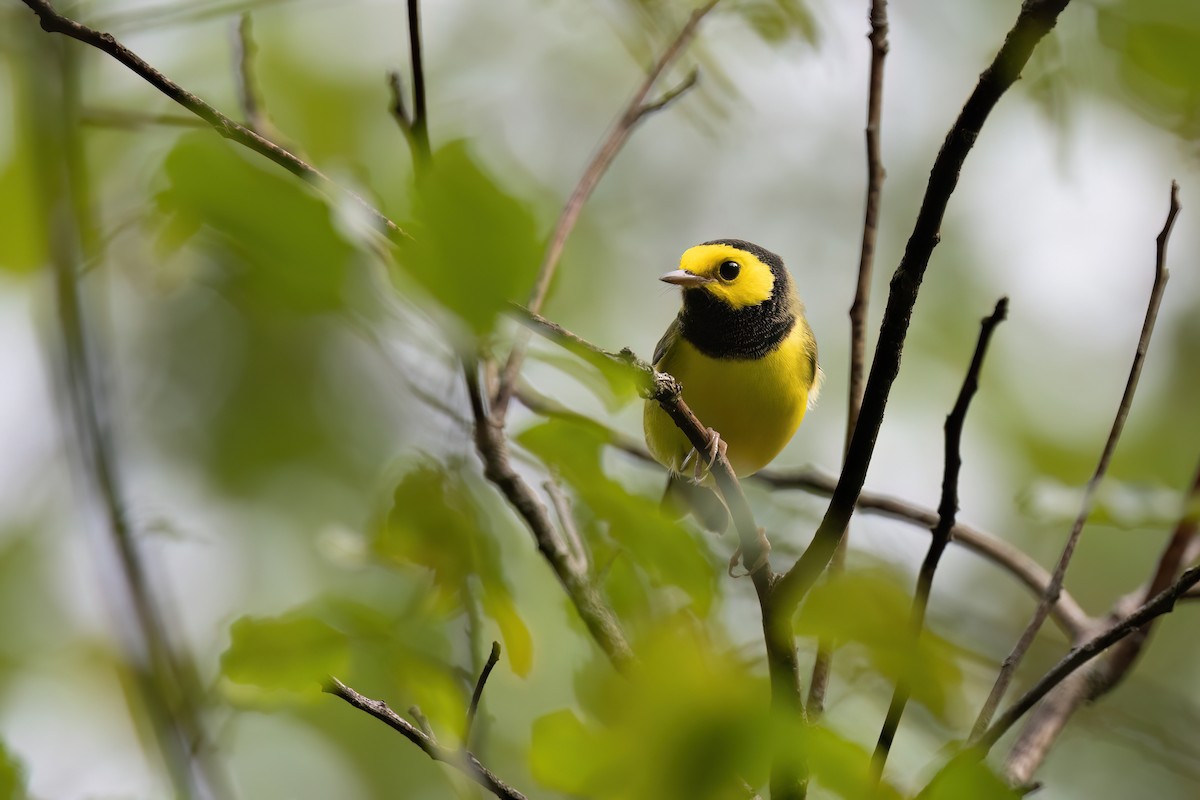 Hooded Warbler - ML607138021