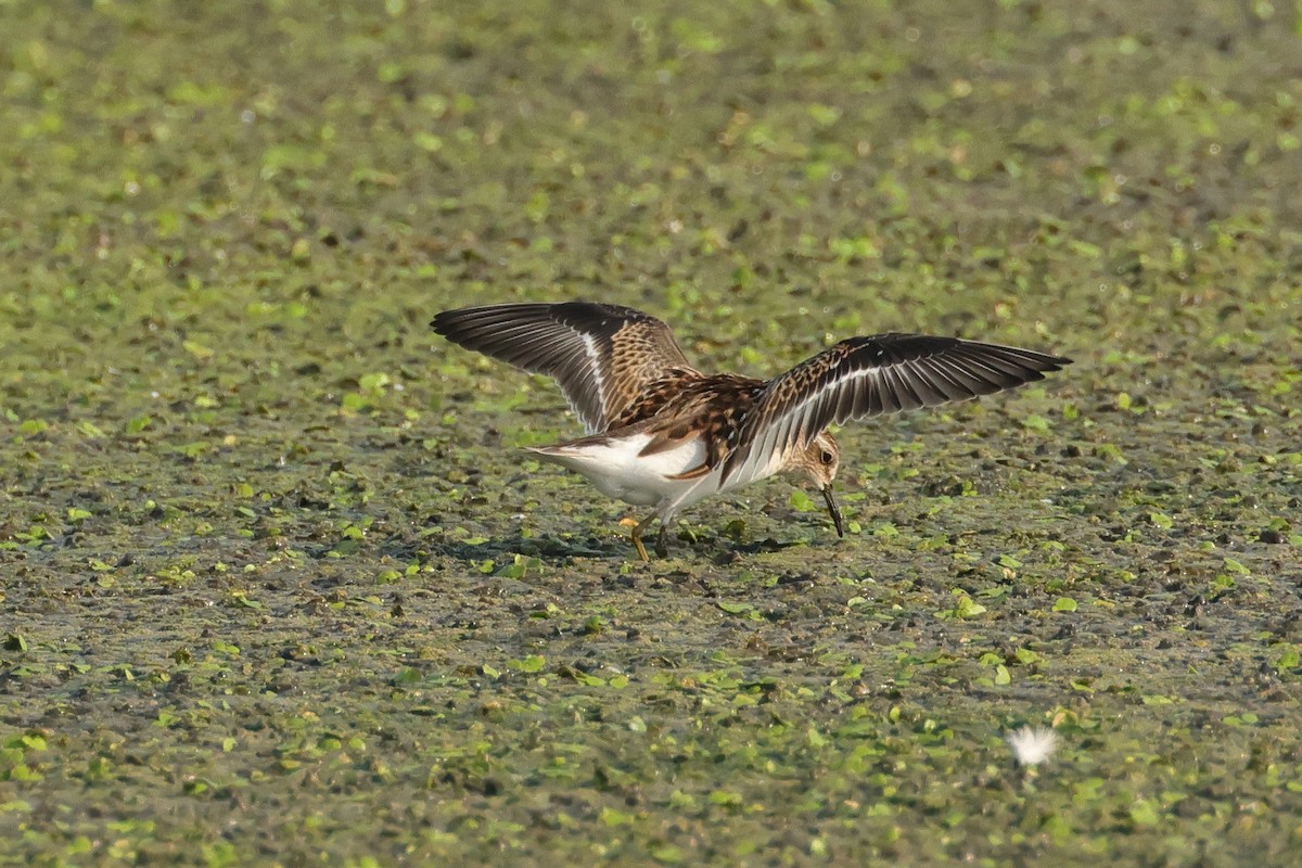 Least Sandpiper - ML607139041