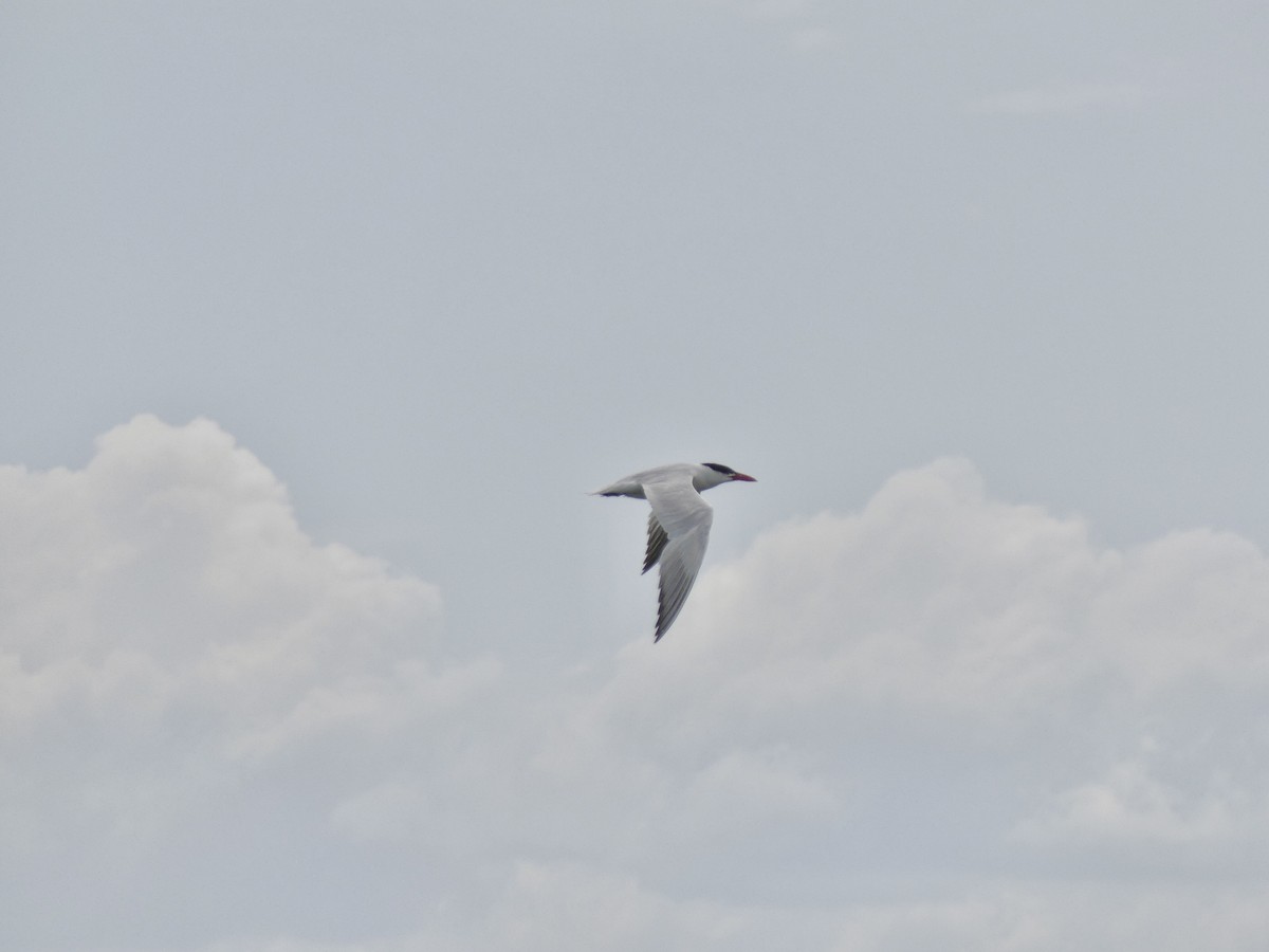 Caspian Tern - ML607139251