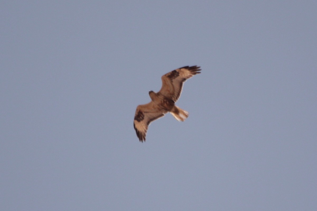 Long-legged Buzzard - Alexandre Hespanhol Leitão