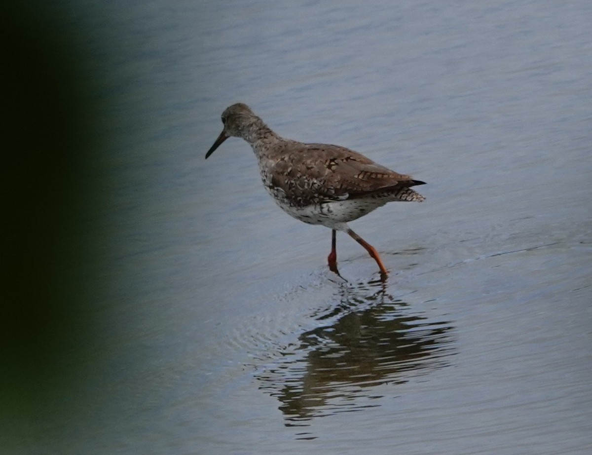 Common Redshank - ML607140731