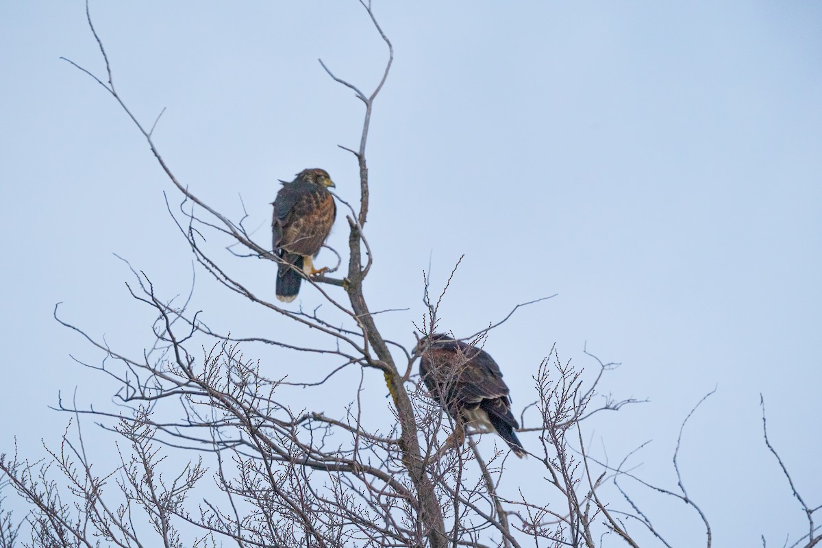 Harris's Hawk - ML607140941