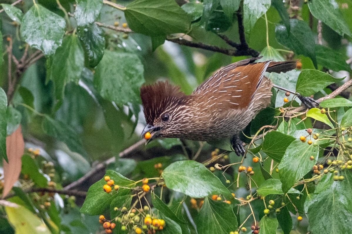 Striated Laughingthrush - ML607141001