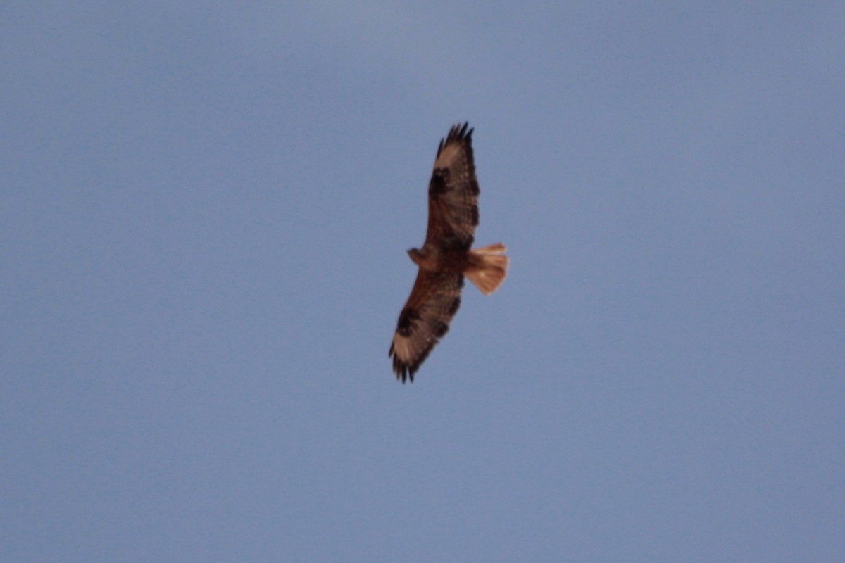 Long-legged Buzzard - ML607141561