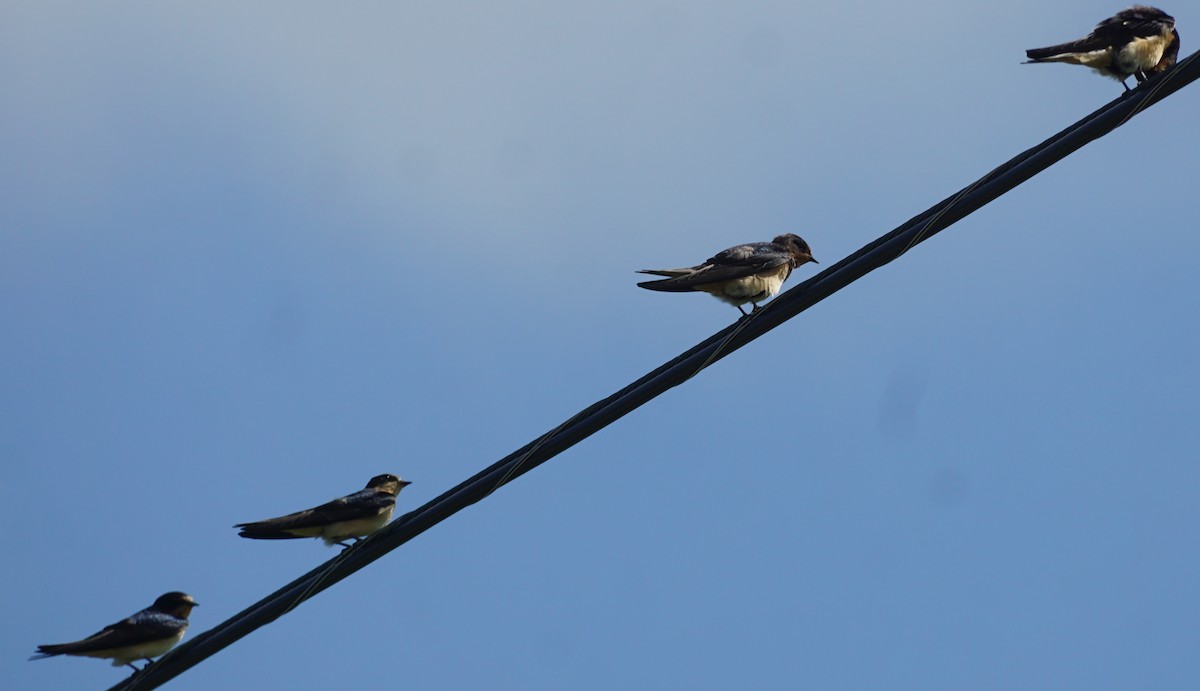 Barn Swallow - ML607141721