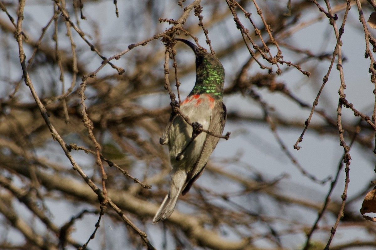 Eastern Miombo Sunbird - ML607142101