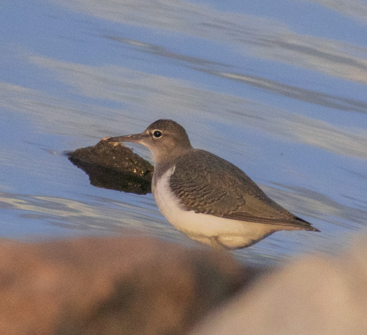 Spotted Sandpiper - ML607142161