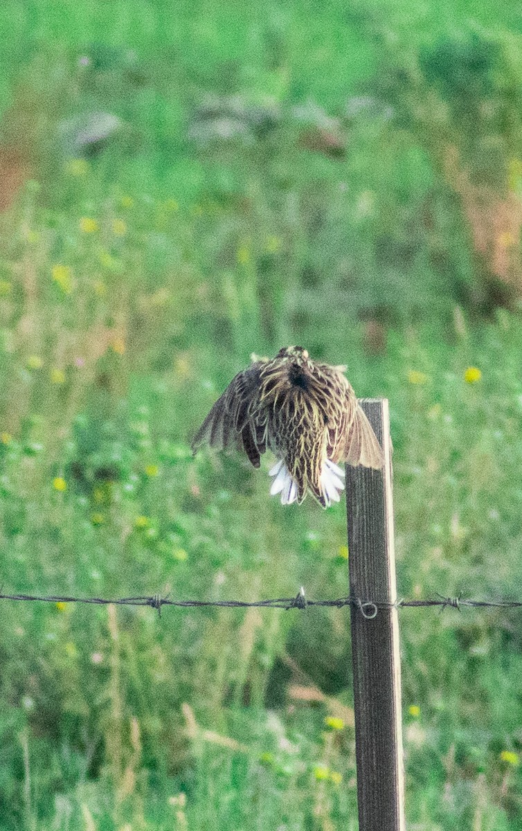 Chihuahuan Meadowlark - ML607142281