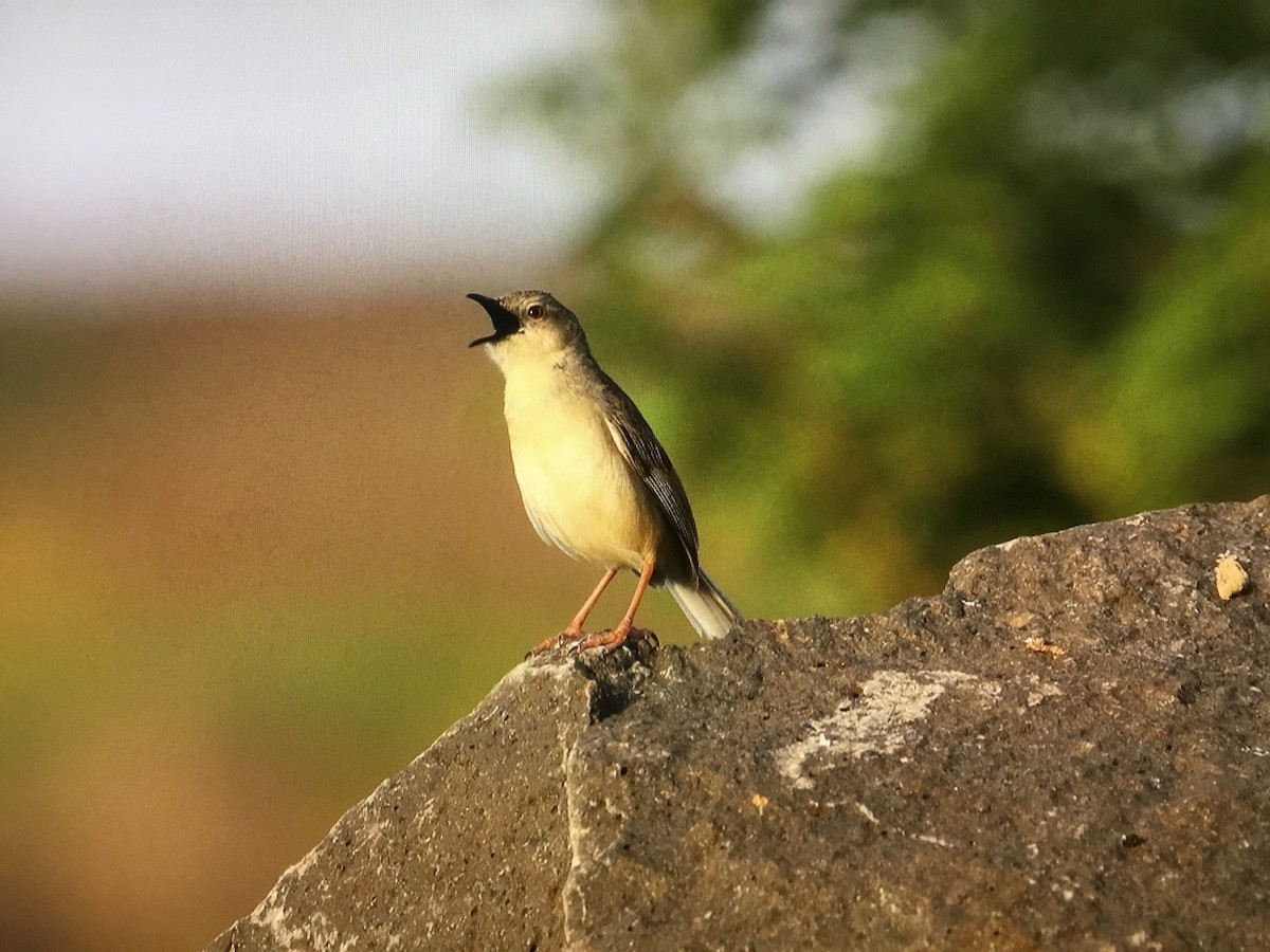 Jungle Prinia - ML607142981