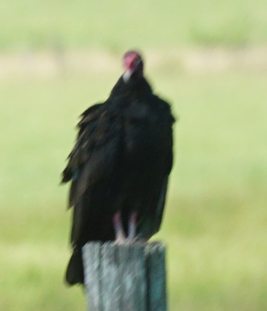 Turkey Vulture - ML607143211