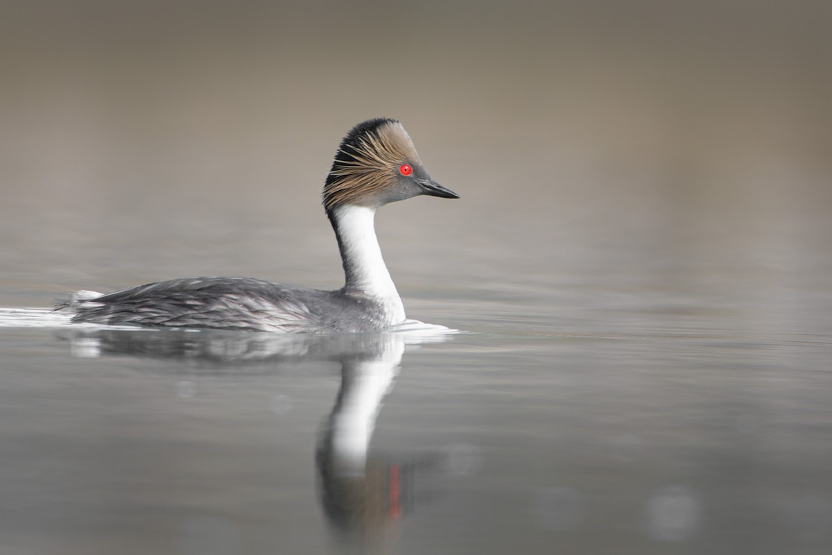Silvery Grebe - ML607143281