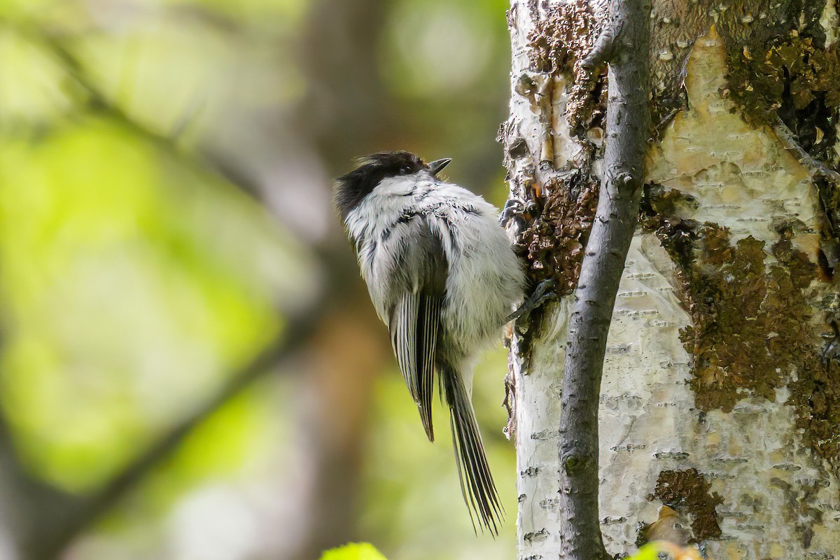 Willow Tit - Manuel Fernandez-Bermejo