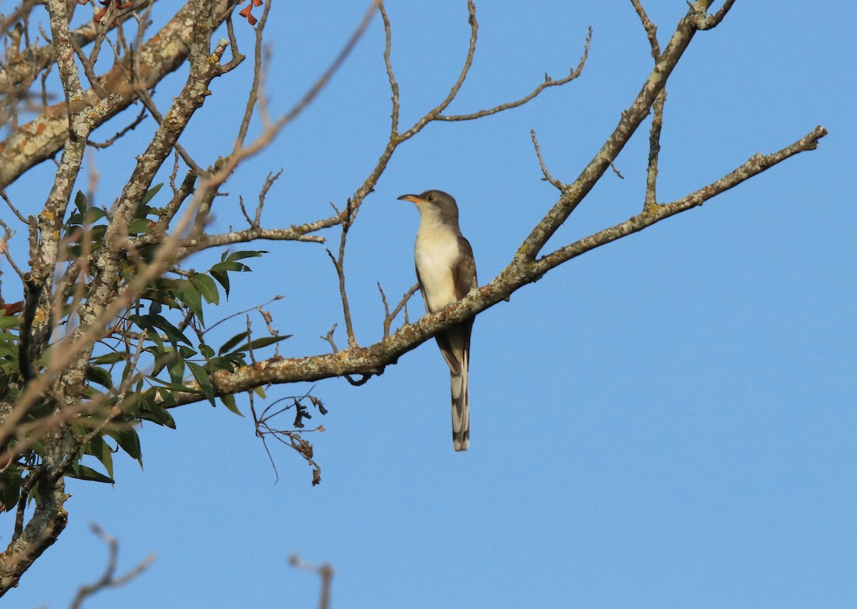 Yellow-billed Cuckoo - ML607143461