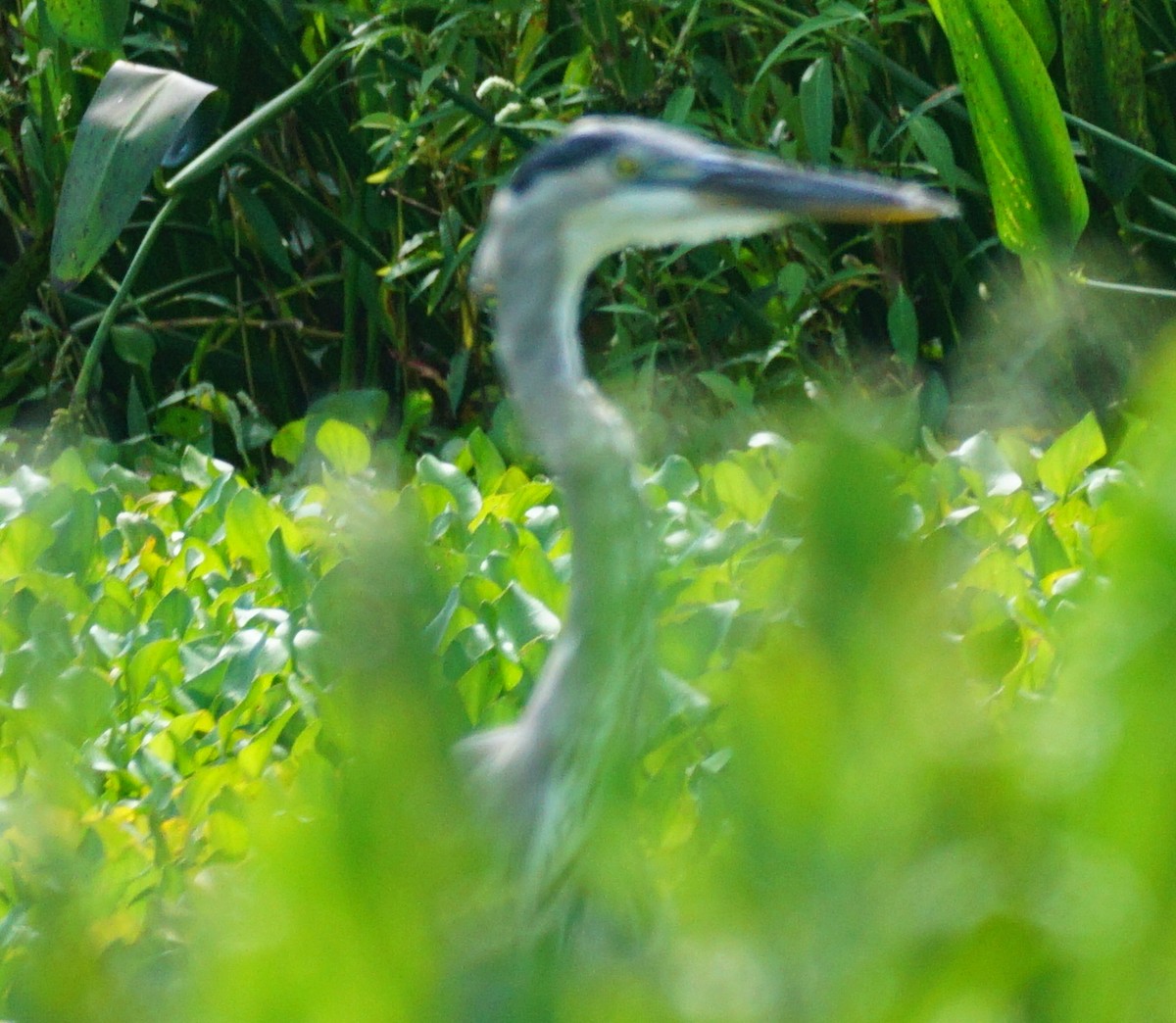 Great Blue Heron - ML607143751