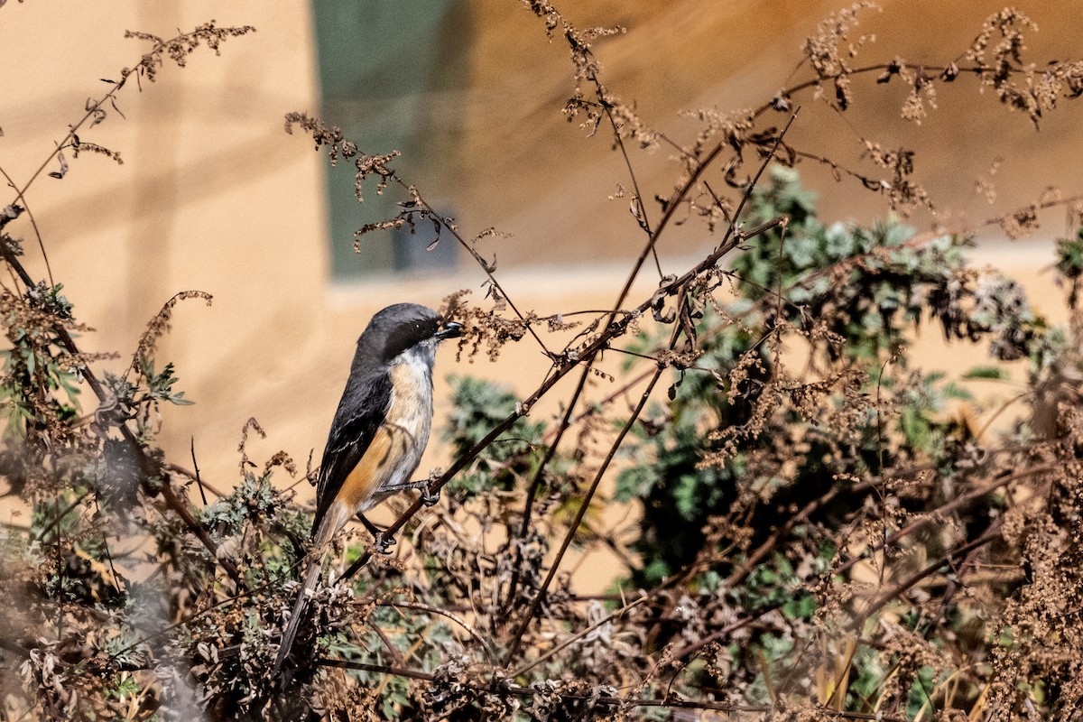 Gray-backed Shrike - ML607144141