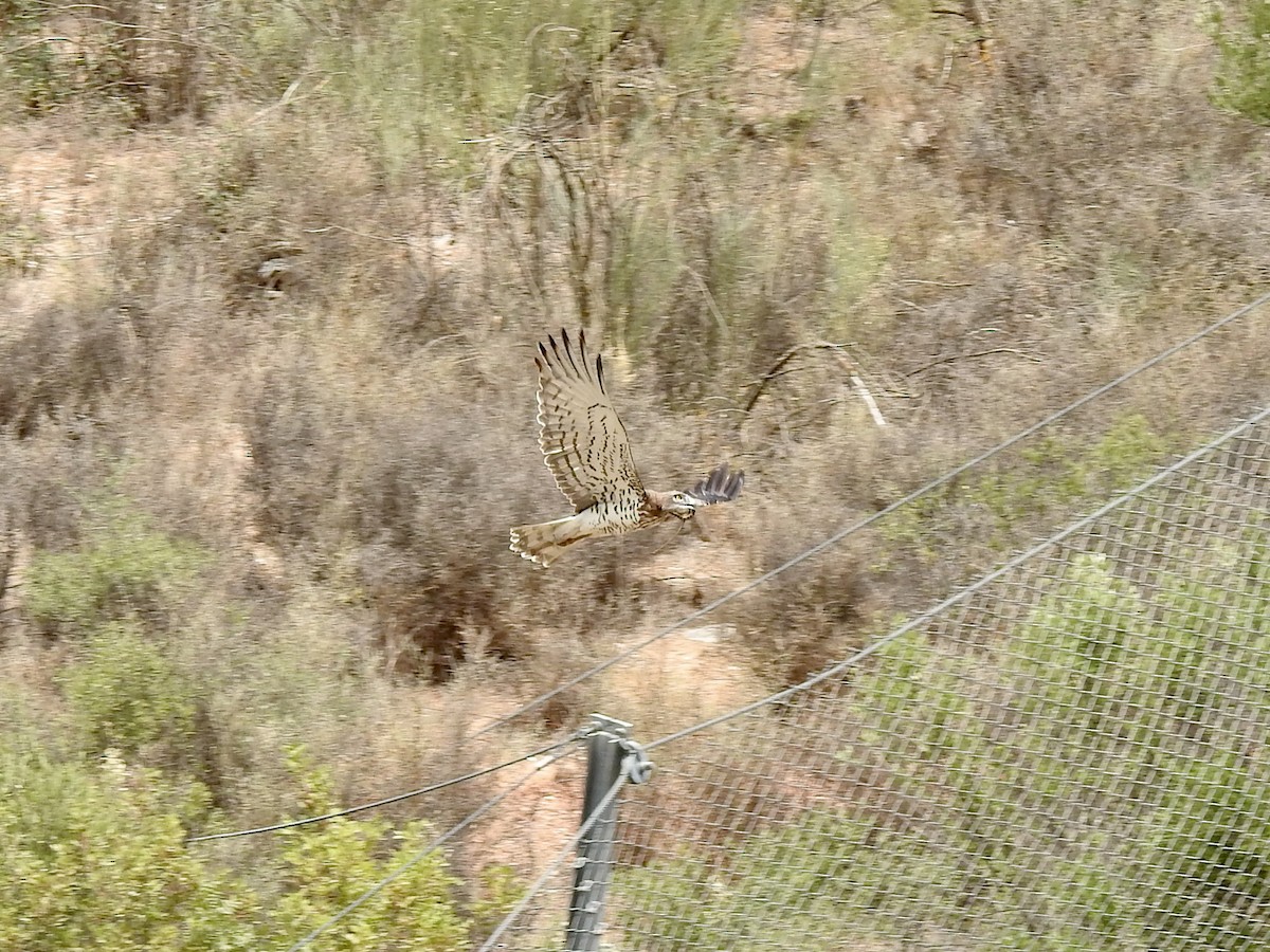 Short-toed Snake-Eagle - ML607144181