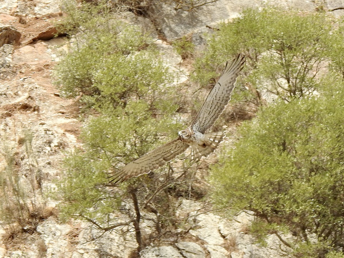 Short-toed Snake-Eagle - ML607144191