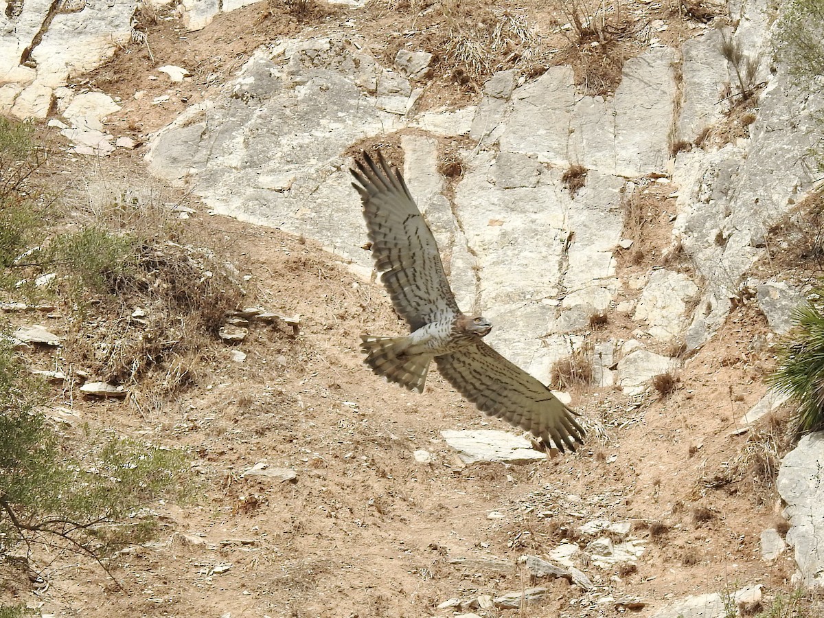 Short-toed Snake-Eagle - ML607144221