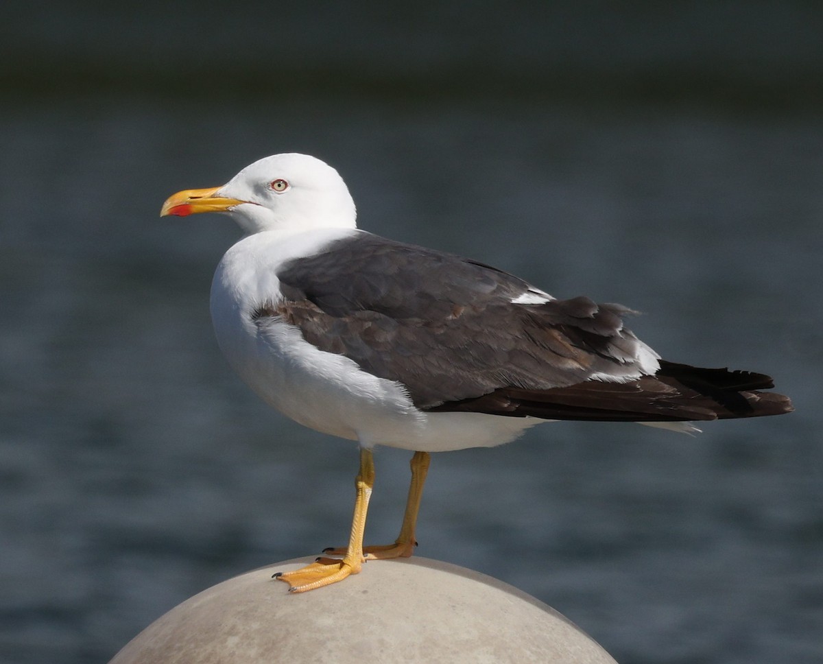 Lesser Black-backed Gull - ML607144601