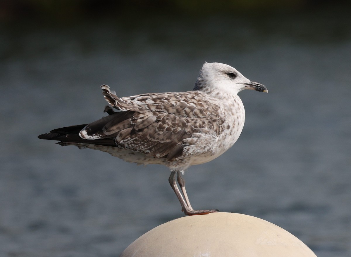 Lesser Black-backed Gull - ML607144621