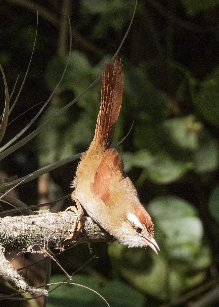 Bolivian Spinetail - Hugo Santa Cruz