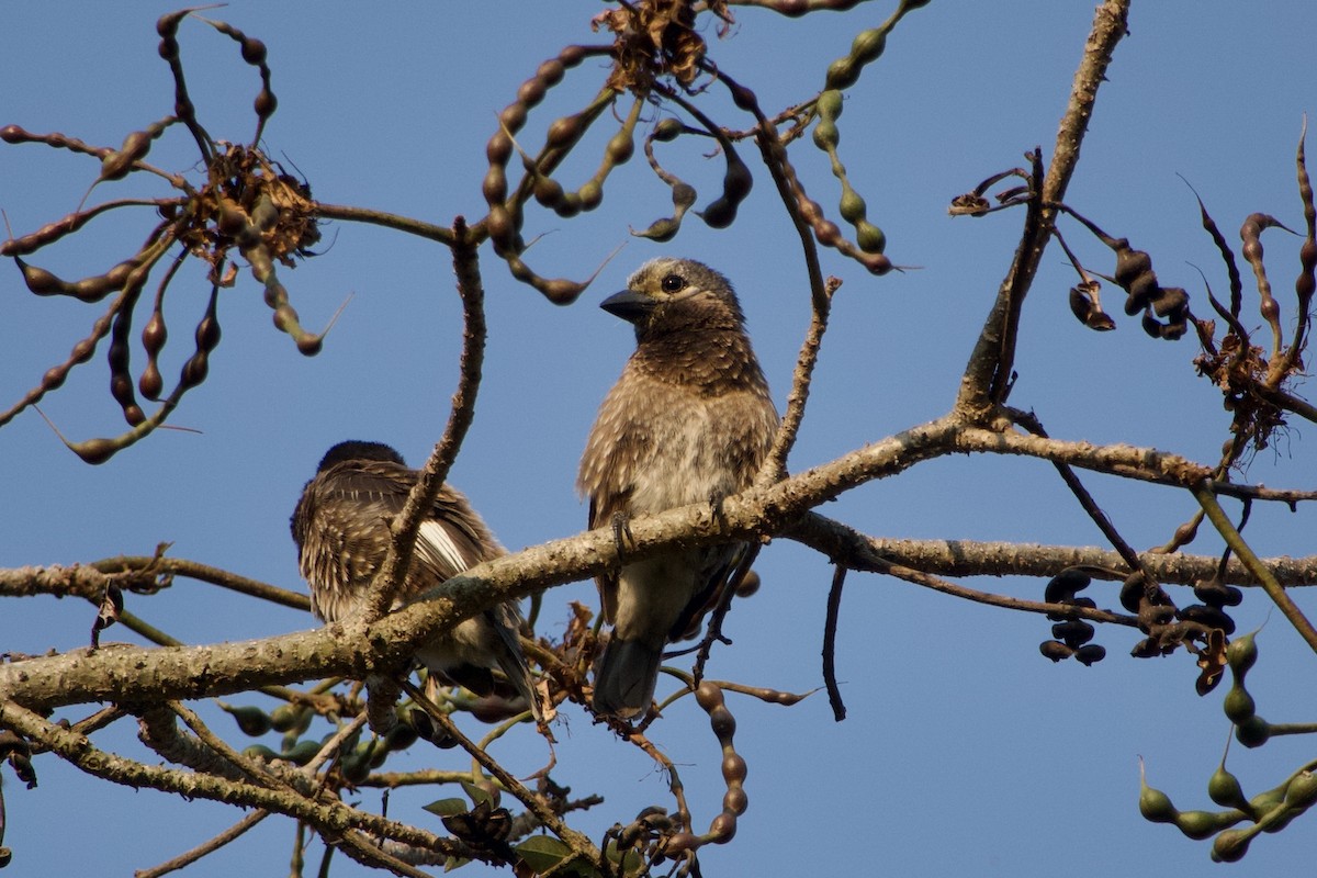 Whyte's Barbet - ML607145091