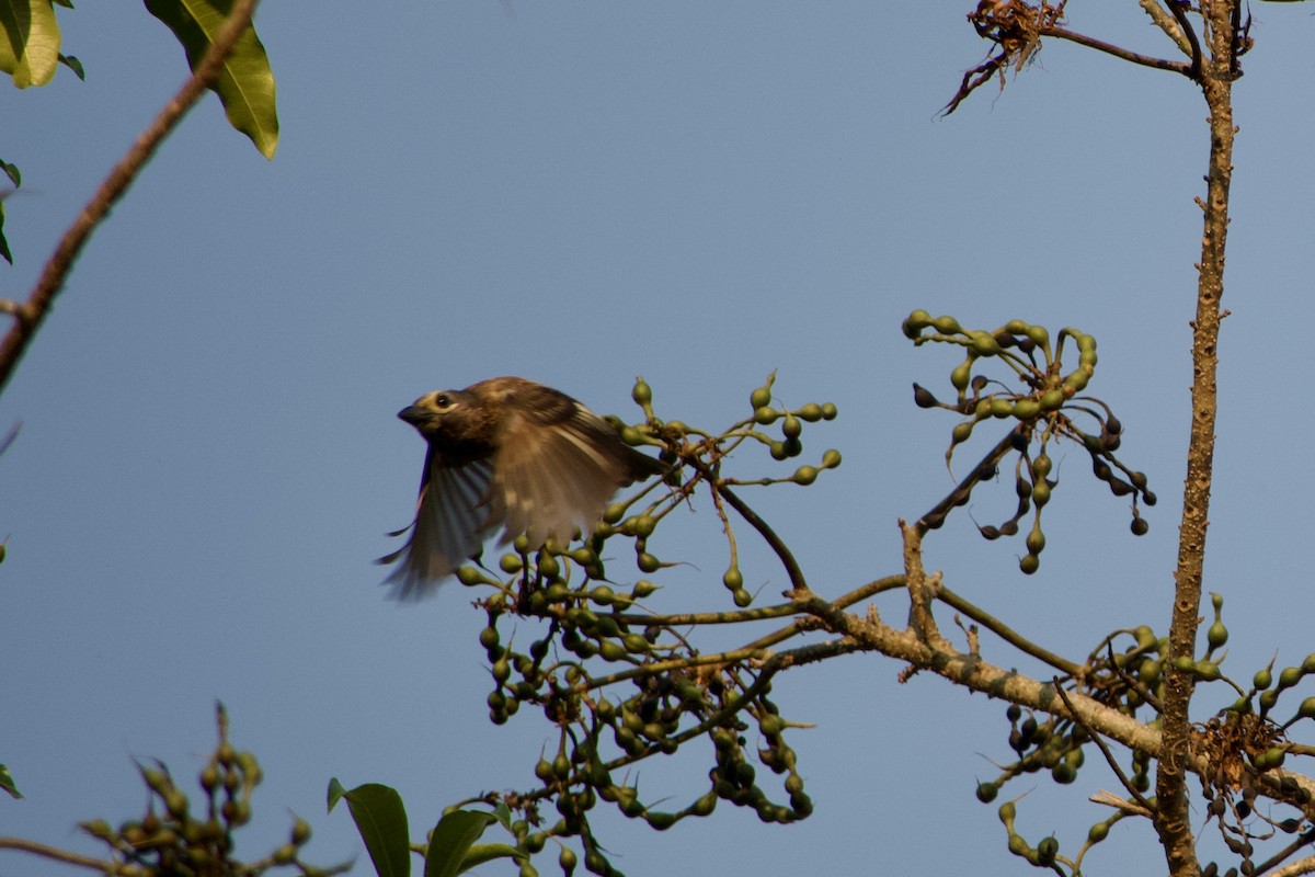 Whyte's Barbet - ML607145101