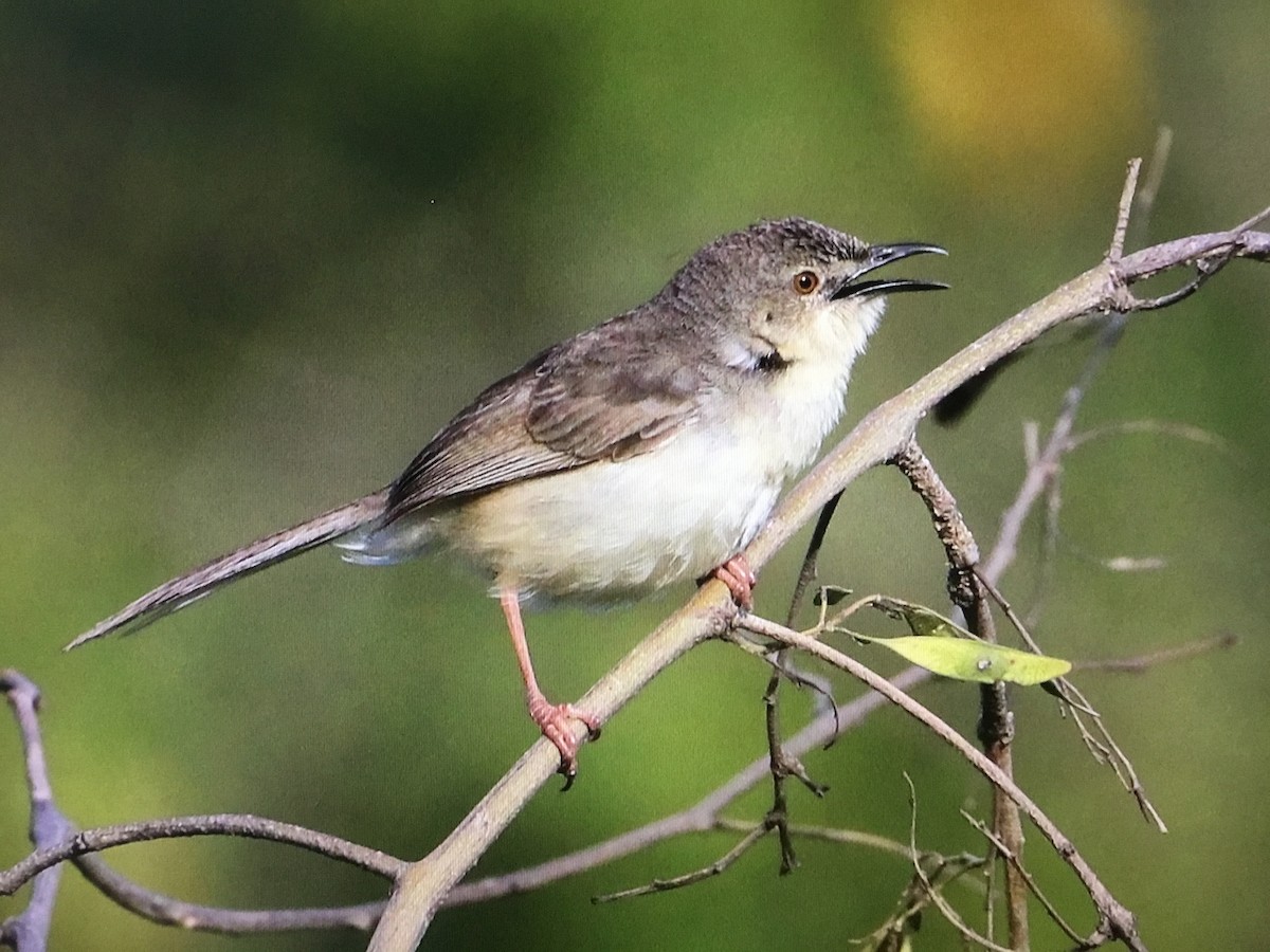 Jungle Prinia - ML607145181