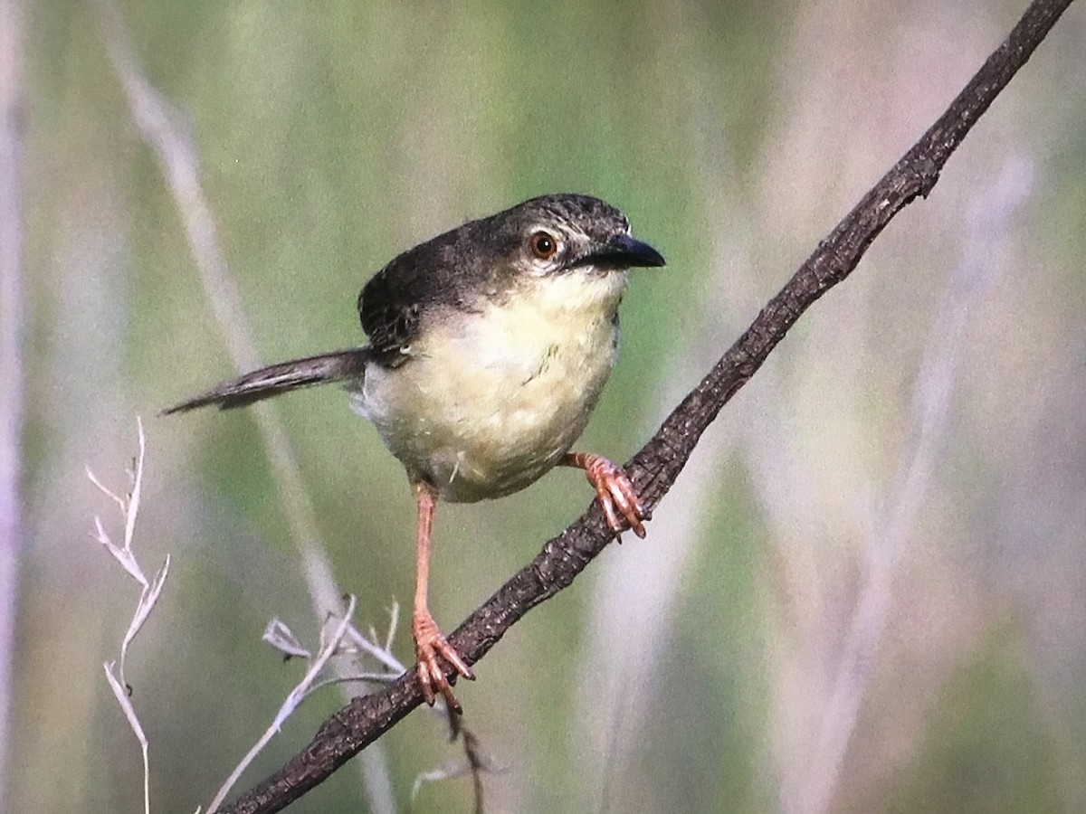 Jungle Prinia - ML607145711