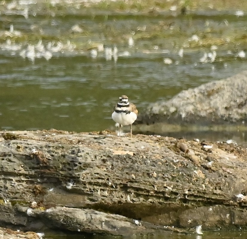 Killdeer - ML607146591