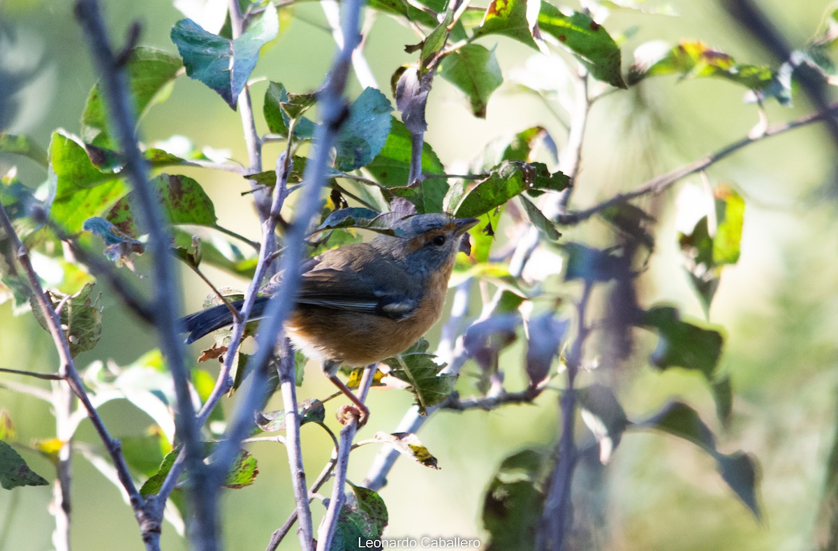 Rusty-browed Warbling Finch - ML607147011