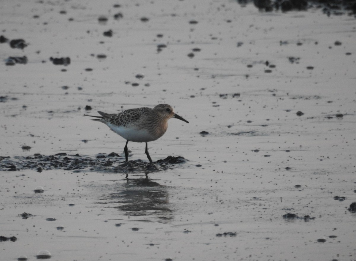 gulbrystsnipe - ML607147171