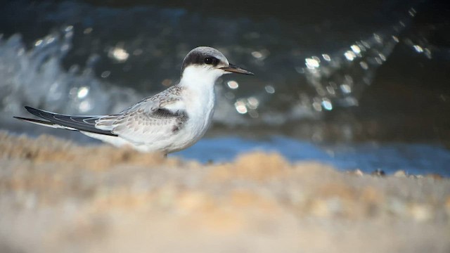 Least Tern - ML607147241