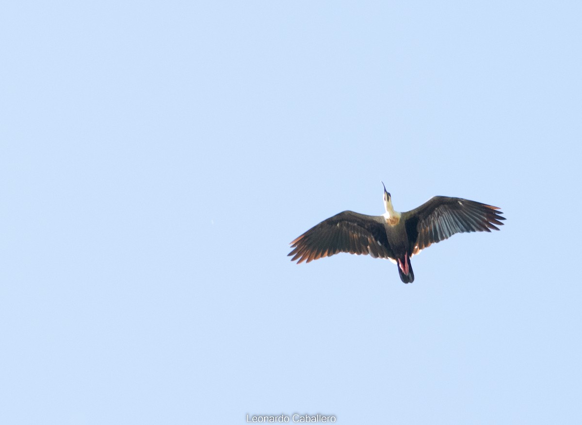 ibis bělokřídlý - ML607149151