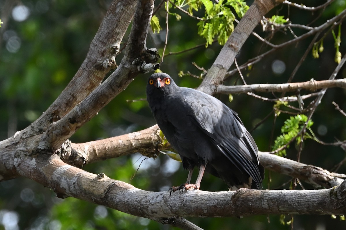 Schieferbussard - ML607149901