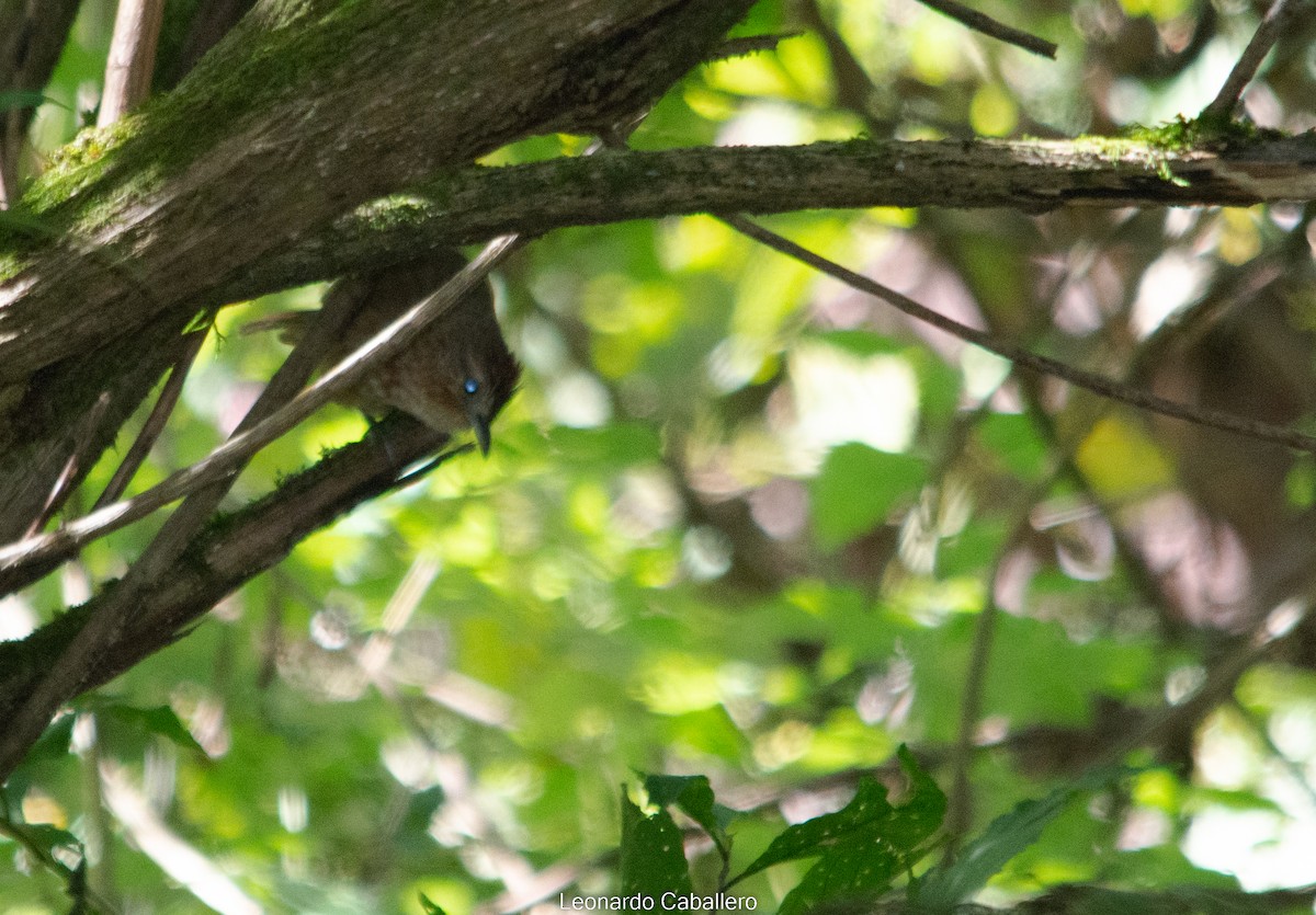 Spot-breasted Thornbird - ML607149941