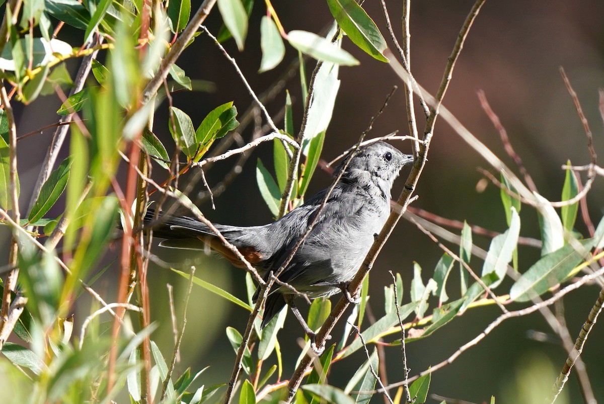 Gray Catbird - ML607150611