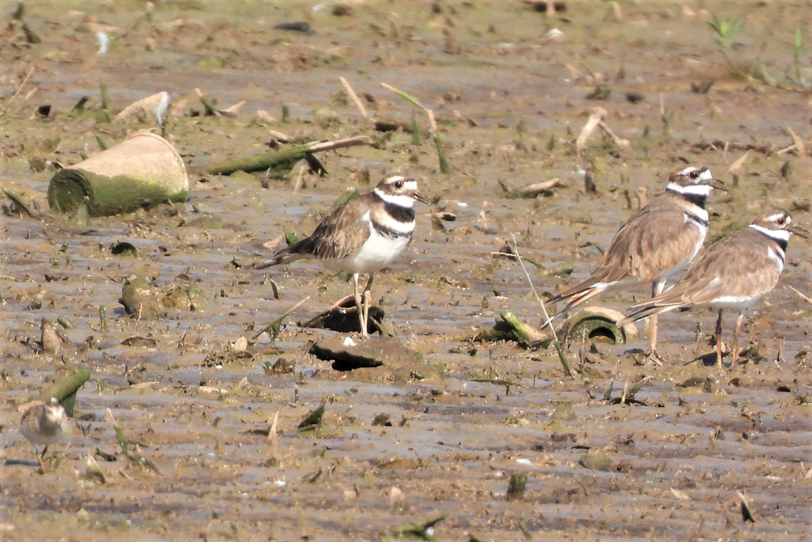 Killdeer - ML607150661