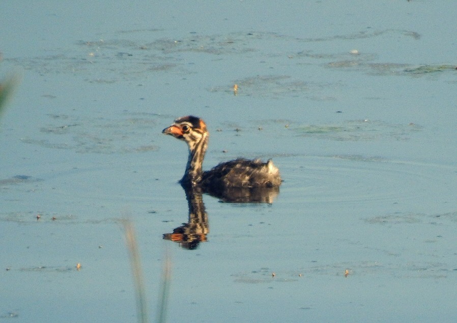 Pied-billed Grebe - ML60715071