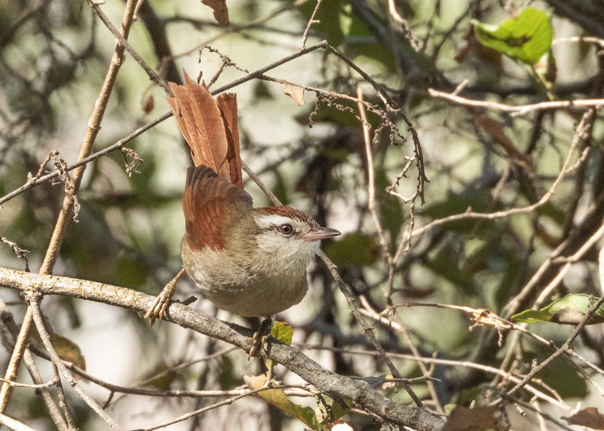 Bolivian Spinetail - ML607150731